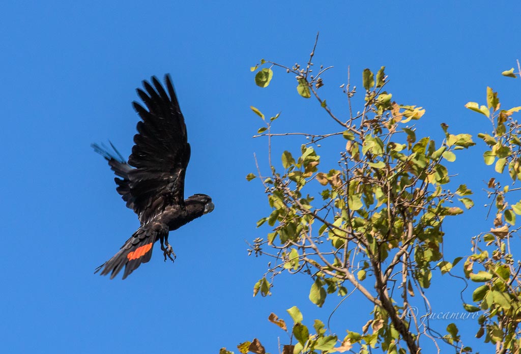 Cacatúa negra de cola roja Calyptorhynchus banksii). Kakadu NP. Australia.