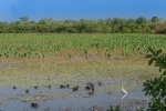 Mamukala wetlands. Kakadu National Park. Northern Territory. Australia.