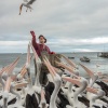 Feeding pelicans. Kingscote. Kangaroo island. Australia.