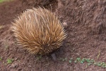 Equidna (Tachyglossus aculeatus). Flinders Chase National Park . Kangaroo island. Australia.