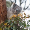 Koala. (Phascularctos cinereous). Flinders Chase National Park. Kangaroo island. Australia.