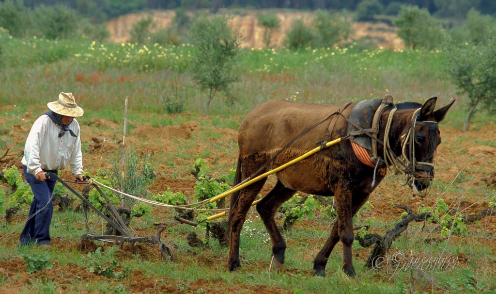 Farmer plowing a traditional style. Huelva County. Andalusia. Spain.