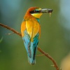 Common or European bee-eater (Merops apiaster). Doñana Natural Park. Huelva. Spain.