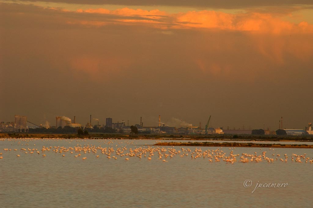 Odiel Marshes Nature Reserve. Flamingos and Industrial Pole of Huelva. Huelva. Spain.