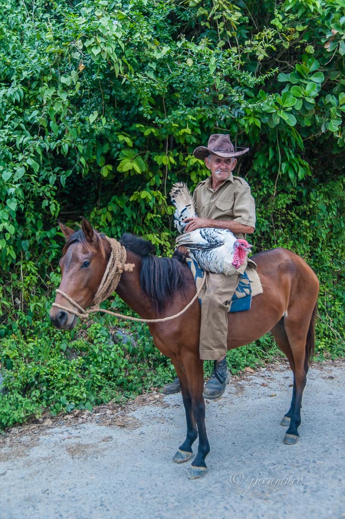 Farmer with turkey. Guanahacabibes. Sandino. Pinewood of the river. Cuba.