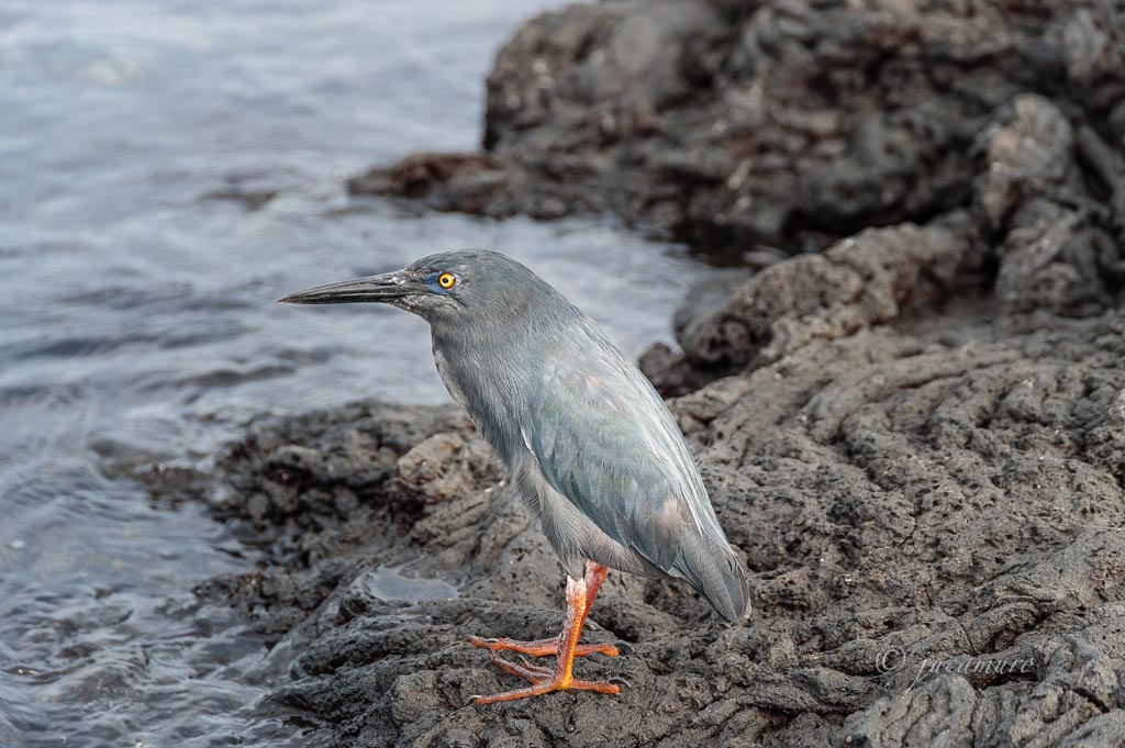 Garza enana de las Galápagos (Butorides Sundevall). Isla de San Bartolomé. Islas Galápagos. Ecuador.