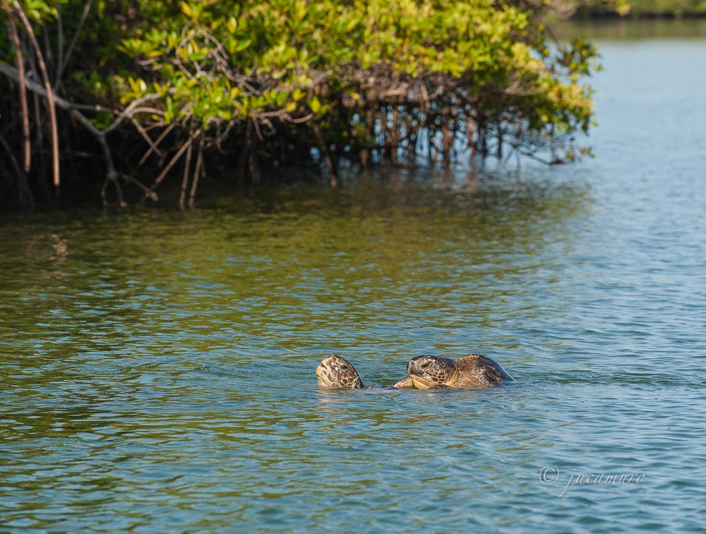 Cópula de tortugas verdes (Chelonia mydas). Caleta Tortuga Negra. Isla Santa Cruz. Islas Galapagos. Ecuador.