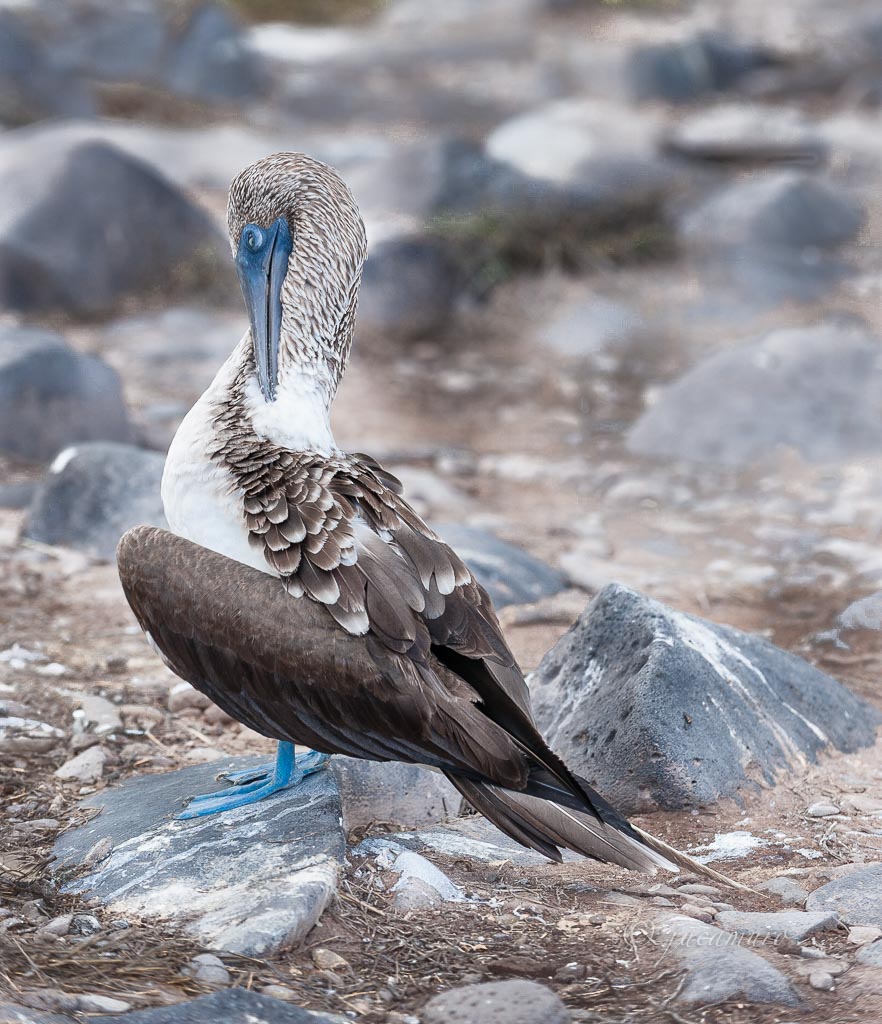 Camanay booby, blue-footed booby or blue-footed boobies (Sula nebouxii). The Spanish island. Galapagos Islands. Ecuador.