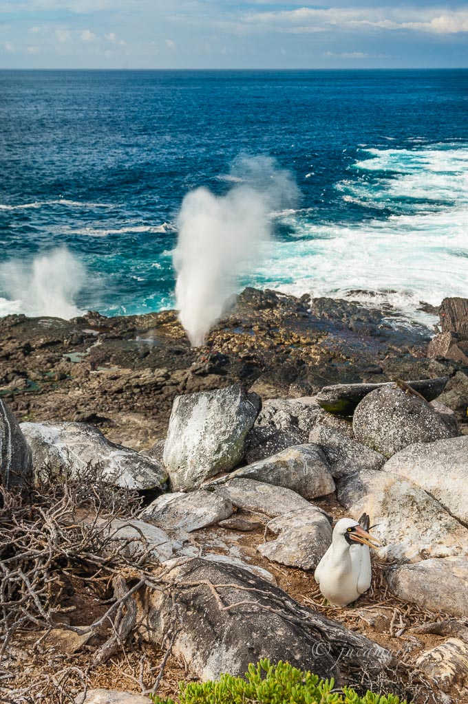 Fumaroles expelling coastal water and foam on the coast of the Spanish island. Nest masked booby (Sula dactylatra). Galapagos Islands. Ecuador