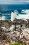 Fumarolas costeras expulsando agua y espuma en la costa de isla La Española. Nido de piquero enmascarado (Sula dactylatra). Islas Galápagos. Ecuador.