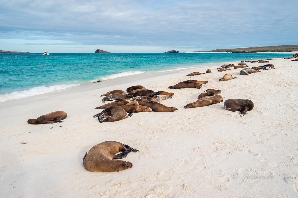 Lobos marinos de Galápagos (Zalophus wollebaeki) descansando en las blancas arenas coralinas de Bahía Gardner. Isla La Española. Islas Galapagos. Ecuador.