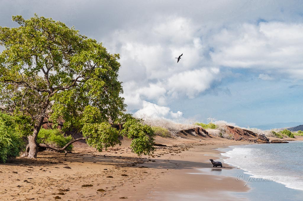 Costa de la Isla Floreana. Islas Galápagos. Ecuador