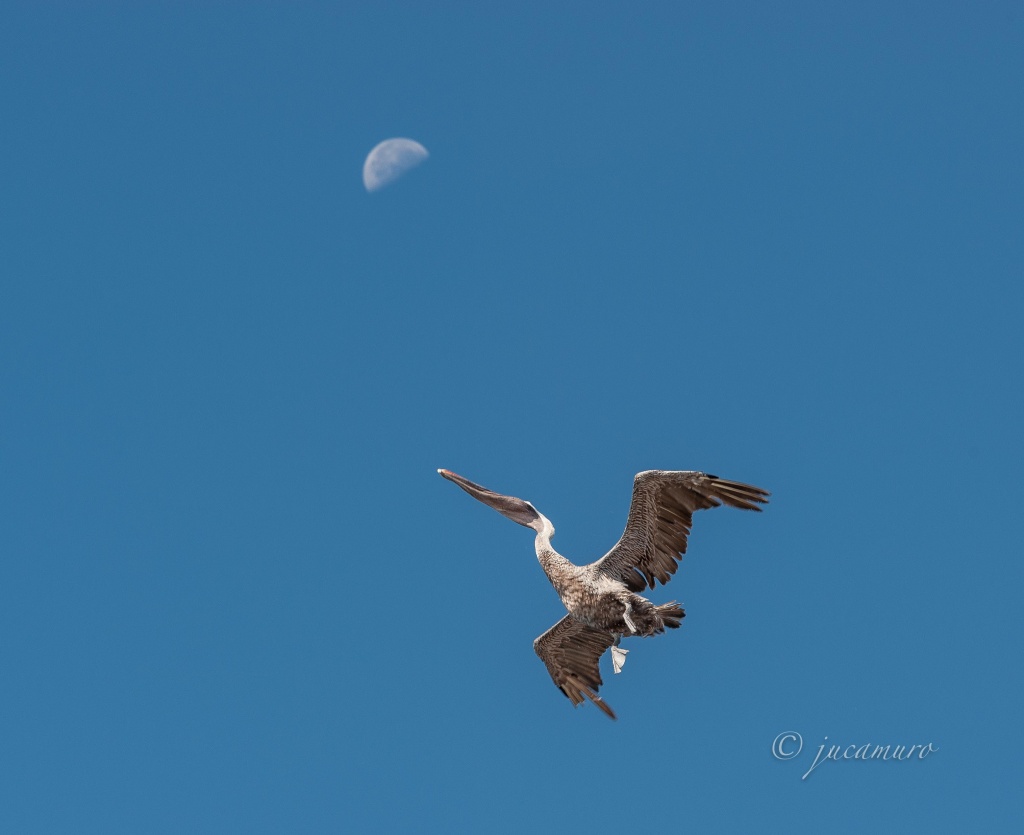 Traveling to the moon. North Island Plaza. Pelican (Pelecanus occidentalis). Galapagos Islands. Ecuador.