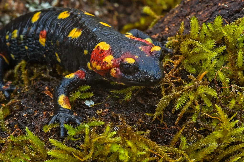 Salamander (Salamandra salamandra). Natural Park of the Sierra de Aracena. Huelva. Andalusia. Spain.