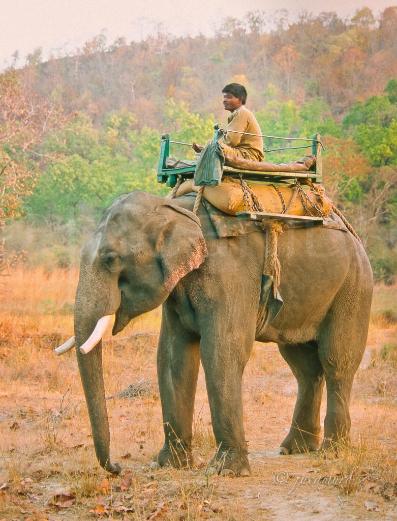 Asian elephant (Elephas maximus) mounted by its mahout. Bandhavgarh National Park. Madhya Pradesh. India.