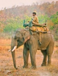 Elefante asiático (Elephas maximus) montado por su mahout. Parque Nacional Bandhavgarh. Madhya Pradesh. India.