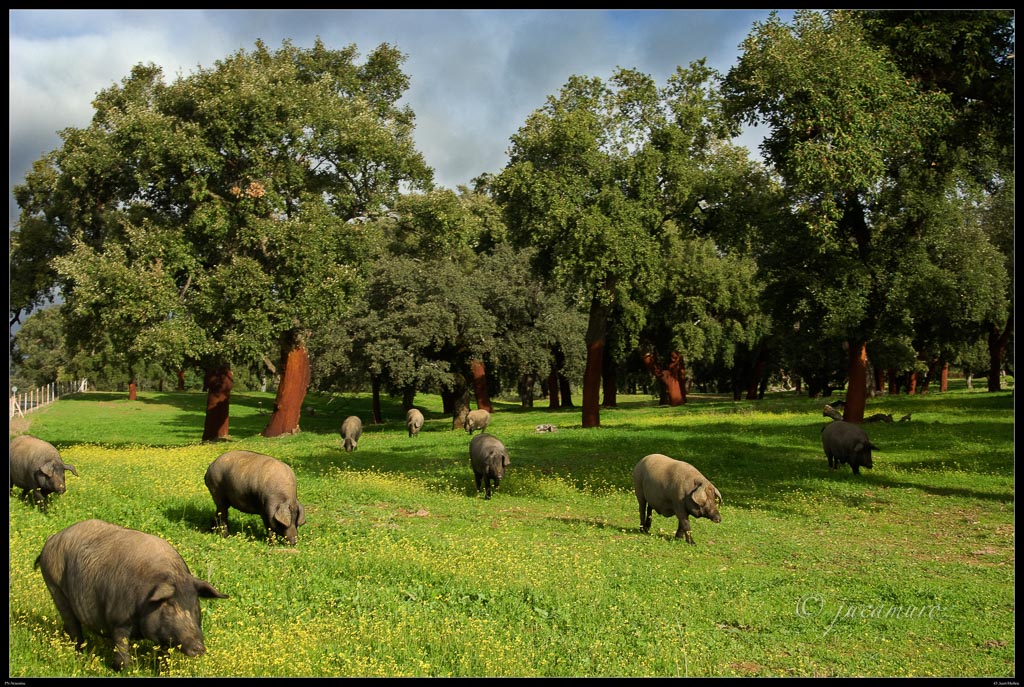 Mediterranean pasture Iberian pigs. Natural Park of the Sierra de Aracena. Huelva. Andalusia. Spain.