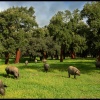 Mediterranean pasture Iberian pigs. Natural Park of the Sierra de Aracena. Huelva. Andalusia. Spain.