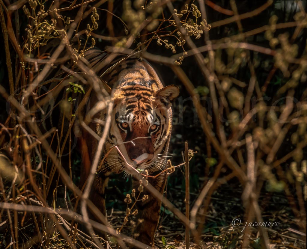 Tigre (Panthera tigris) en la maleza.  Parque Nacional Kanha. India.