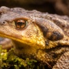 Common toad (Bufo bufo) or European toad. Aracena Natural Park. Huelva. Spain.