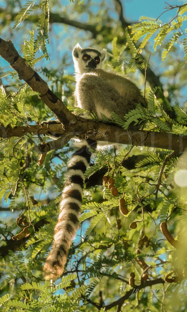 Ring-tailed lemur in tamarind tree (Lemur catta). Ranomafana NP. Madagascar.