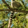 Lemur de cola anillada en árbol de tamarindos (Lemur catta). Ranomafana NP. Madagascar.