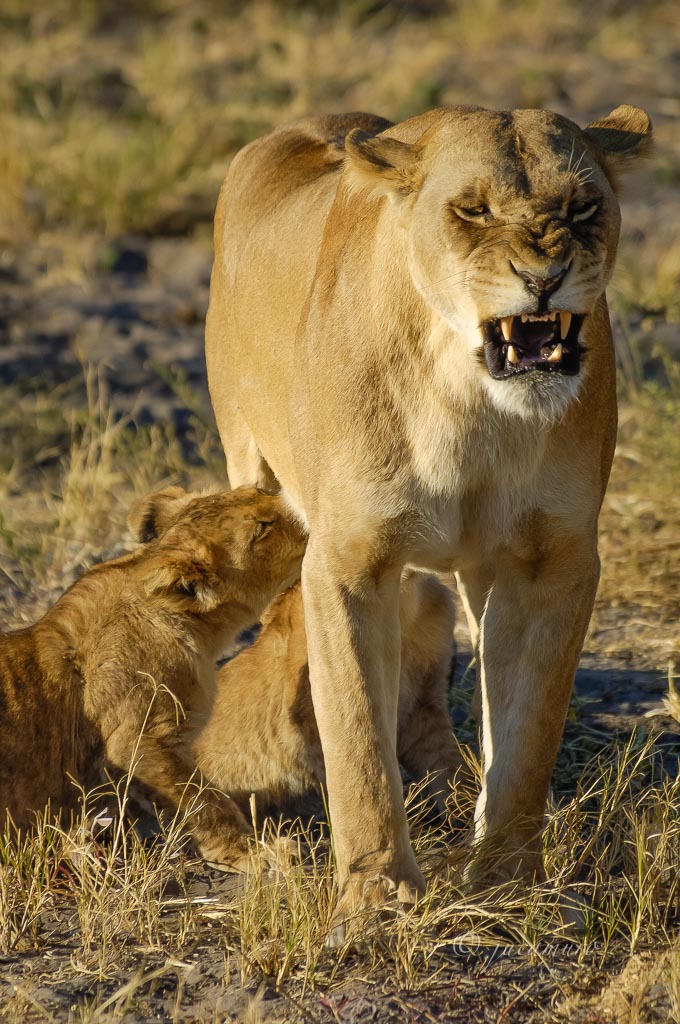 Lioness (Panthera leo) threatening breastfeeding.