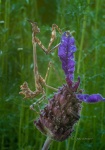 Empusa. Stick Mantis (Empusa pennata) on lavender (Lavandula stoechas). Aracena Natural Park. Huelva. Spain.