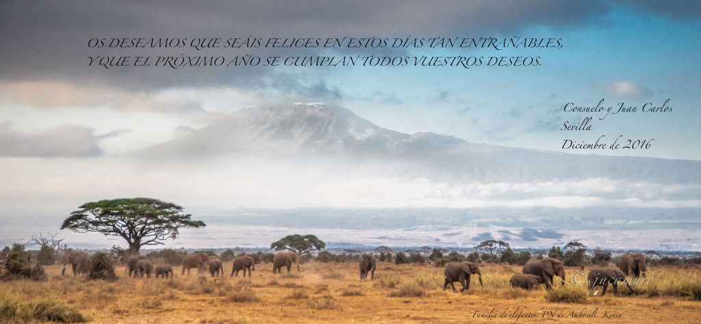 Family of elephants with mount Kilimanjaro in the background. PN Amboseli. Kenya.