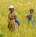 Mother and daughter in rice field. Madagascar. Indian Ocean. Africa.