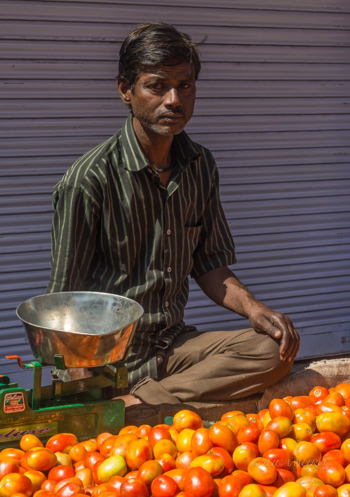 Vendedor de tomates. Mercado de Udaipur. Rajastán. India.