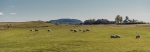 Farm with Icelandic sheep.