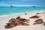 Galapagos sea lion (Zalophus wollebaeki). Island 