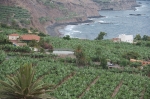 Cultivo de plátanos. Isla de Tenerife. Islas Canarias. España.