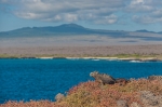 Galapagos Marine Iguana (Amblyrhynchus cristatus). Island 
