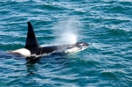 Orca (Orcinus orca). Islas Shetland. Escocia. Reino Unido.