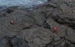 Zapayas sobre campo de coladas solidificadas en la costa. Isla Bartolome. Islas Galápagos. Ecuador. Sudamérica.