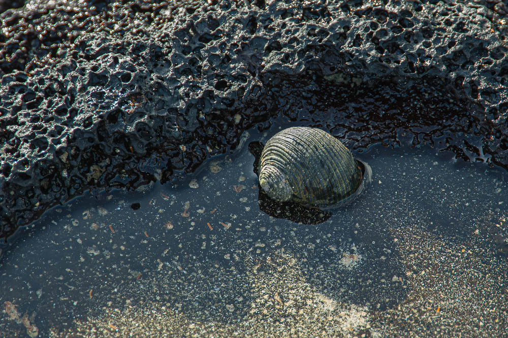 Snail in a puddle. Lava rock. Floreana Island. Galapagos Islands. Ecuador.