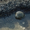 Snail in a puddle. Lava rock. Floreana Island. Galapagos Islands. Ecuador.