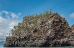 Fragmento de roca volcánica colonizada por Sesuvium sp. Isla Floreana. Islas Galápagos. Ecuador. Sudamérica.