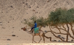 Nubian on camel. Aswan.