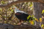 Águila pescadora africana (Haliaeetus vocifer). Moremi Wildlife Reserve. Botswana.