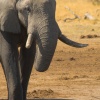 Elefante africano de sabana (Loxodonta africana). Botswana.