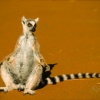 Lémur de cola anillada (Lemur catta). Ranomafana NP. Madagascar.