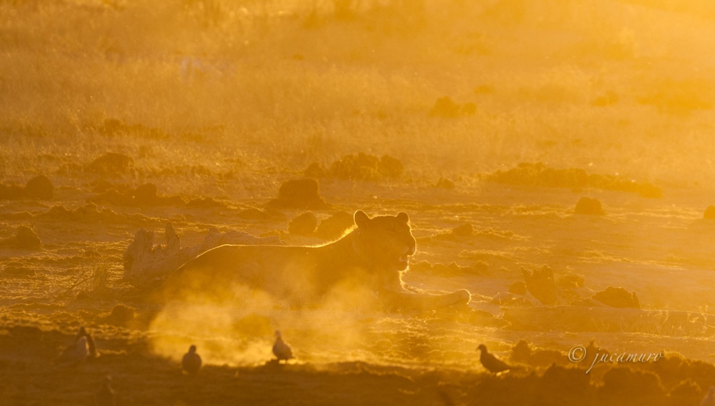 Leona (Panthera leo)  al atardecer. Botswana.