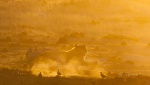 Leona (Panthera leo)  al atardecer. Botswana.