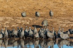 Pintadas comunes o Gallinas de Guinea (Numida meleagris) al atardecer. Botswana.