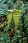 Planta jarro de Madagascar (Nepenthes madagascariensis). Tolaniaro. Madagascar.