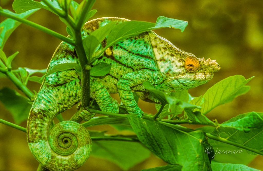 Camaleón de Parson (Calumma parsonii). Macho. Madagascar.