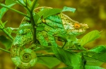 Camaleón de Parson (Calumma parsonii). Macho. Madagascar.